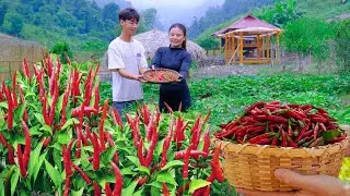 Harvest chili, grow vegetables and Sang Vy survives the sudden FLOOD on the farm