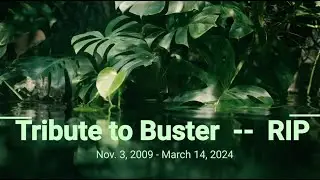 Buster Tribute -  Rest in Peace