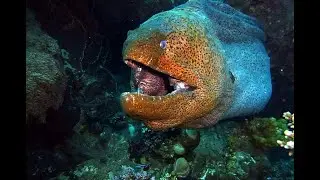 Гигантская мурена  Подводный мир.