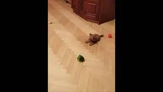 Русская салонная собака. Щенок. Мини девочка.