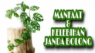 Manfaat Tanaman Monstera Adansonii Atau Janda Bolong, Tanaman Hias Yang Lagi Trend