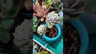 Суккуленты виды: Эхеверия Лола #beats #music #суккуленты #succulent #цветы #plants