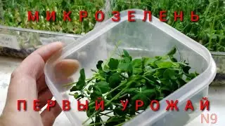 Микрозелень / Пшеница снова/ Опять горох и подсолнух / эксперимент  N9