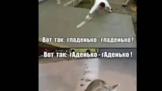 Лютые коты😅😅😅😅😺😼😸😹😻😽😿😾🙀