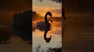 Силуэты лебедей Алеся и Алеси. #лебедь #birds #swans #милоевидео #swan #силуэт #силуэты #duck #love