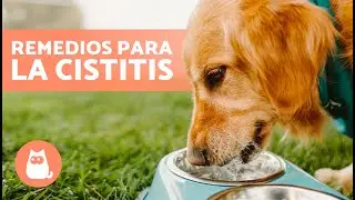 REMEDIOS CASEROS para la INFECCIÓN URINARIA en PERROS 🐶💧✅