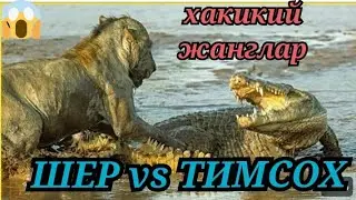 Тимсох ва Шер Жанглари!  
