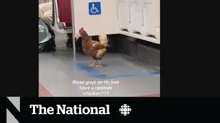 #TheMoment a chicken hitched a ride on the Toronto subway