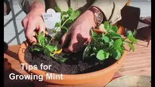 How to Grow Mint Tips