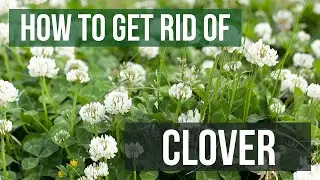 How to Get Rid of Clover (4 Easy Steps)