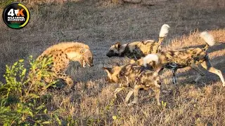 WILD SERENGETI | Hunter Becomes the Hunted | A Savage Fight for Survival | Wild Animal Documentary