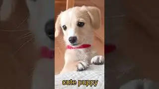 Cute baby 🐕 barking sound effect#00kviral#shorts