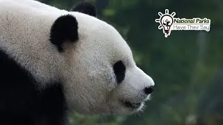 Giant Panda National Park 2: Guardians of giant pandas