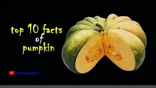 Top 10 Facts about Pumpkin | Dream Journey