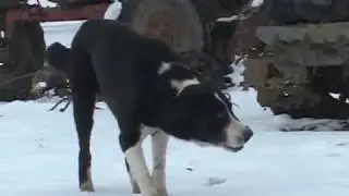 Саги дахмарда 2005-06 год, экспедиция Арунаса Деруса, часть 13