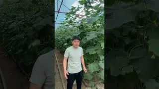 Эффективный препарат защиты от трипсов 