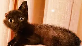 Чудесное спасение котенка 🐾