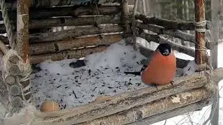 The bullfinch has taken over the entire feeding trough and won’t let anyone in