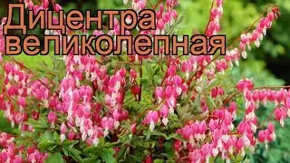 Дицентра великолепная (dicentra spectabilis) 🌿 дицентра обзор: как сажать рассада, саженцы дицентры