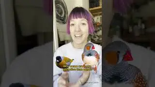Finch mystery solved!