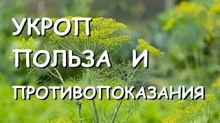 Укроп. Польза и вред для здоровья.