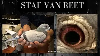 Staf Van Reet pigeons |  “The fastest pigeons in the world”