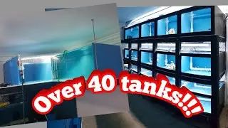 Full fishroom tour! every single fish!