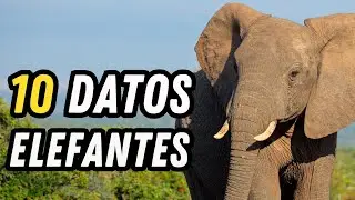 10 Datos Curiosos de los Elefantes - El animal terrestre más grande del mundo