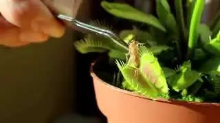 Feeding my Venus Flytrap with Crickets Part 02