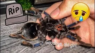 My favourite TARANTULA species PASSED AWAY :(