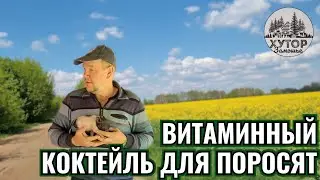 ХРЮША ПРОТИВ ХОЗЯИНА, КТО ПОБЕДИТ В БИТВЕ ЗА ПОРОСЯТ. ВИТАМИННЫЙ КОКТЕЙЛЬ ДЛЯ МАЛЫШЕЙ.