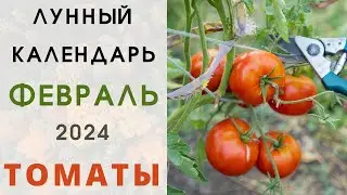 ТОМАТЫ: лунный посевной календарь на ФЕВРАЛЬ 2024! Когда сажать / сеять семена  помидоров на рассаду