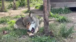Волки едят свиные ребрышки 🐺🔥