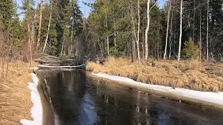 В тайгу пришла весна!