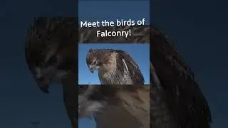 Meet the birds of falconry