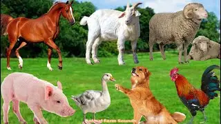 Beautiful Animal Moments: Dog, Cat, Chicken, Sheep, Goat, Pig, Horse - Animal World