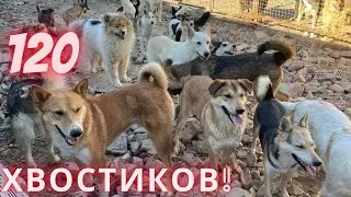 В гостях у наших хвостиков. Как живётся спасенным якутятам