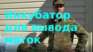 Инкубатор для вывода маток, прививочный ящик и обновленный микронуклеус.