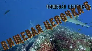 Пищевая цепочка 5