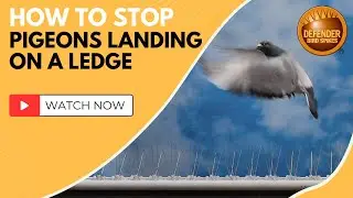 How to Stop Pigeons Landing on a ledge | Defender Extra Wide Bird Spikes