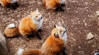 zao fox village 🦊 | fox village in japan (miyagi zao, shiroishi) | japan