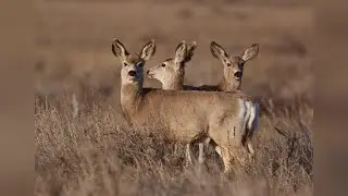 FWP citizen committee to advise on declining mule deer in eastern Montana