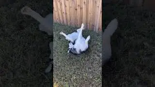 CRAZY HUSKY FREAKS OUT WHILE DIGGING A HOLE!