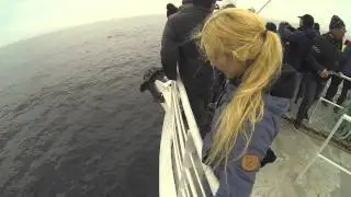 Whalesafari - Andøya