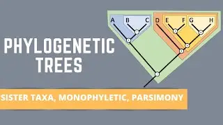 READING PHYLOGENETIC TREES (ALL ABOUT SISTER TAXA, MONOPHYLETIC GROUPS, PARSIMONY)