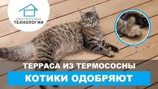 Терраса из термодревесины