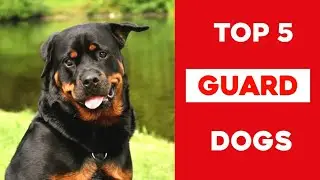 Top 5 Guard 💂 Dog 🐶🔥 | #shorts #dogs #Cutedogs #puppies #rottweiler