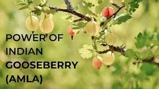 Episode 433 - Health Benefits of Amla (Indian Gooseberry)