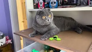 Scottish Fold cat playing