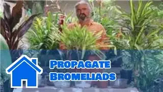 Gardening Help : How to Propagate Bromeliads